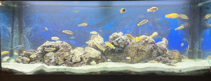 Aquarium du service d’urologie